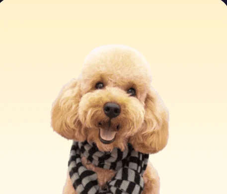 A small curly-haired dog wearing a checked scarf.